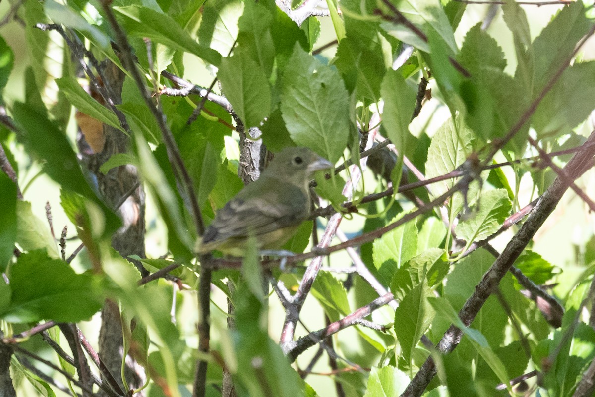Painted Bunting - ML642236479