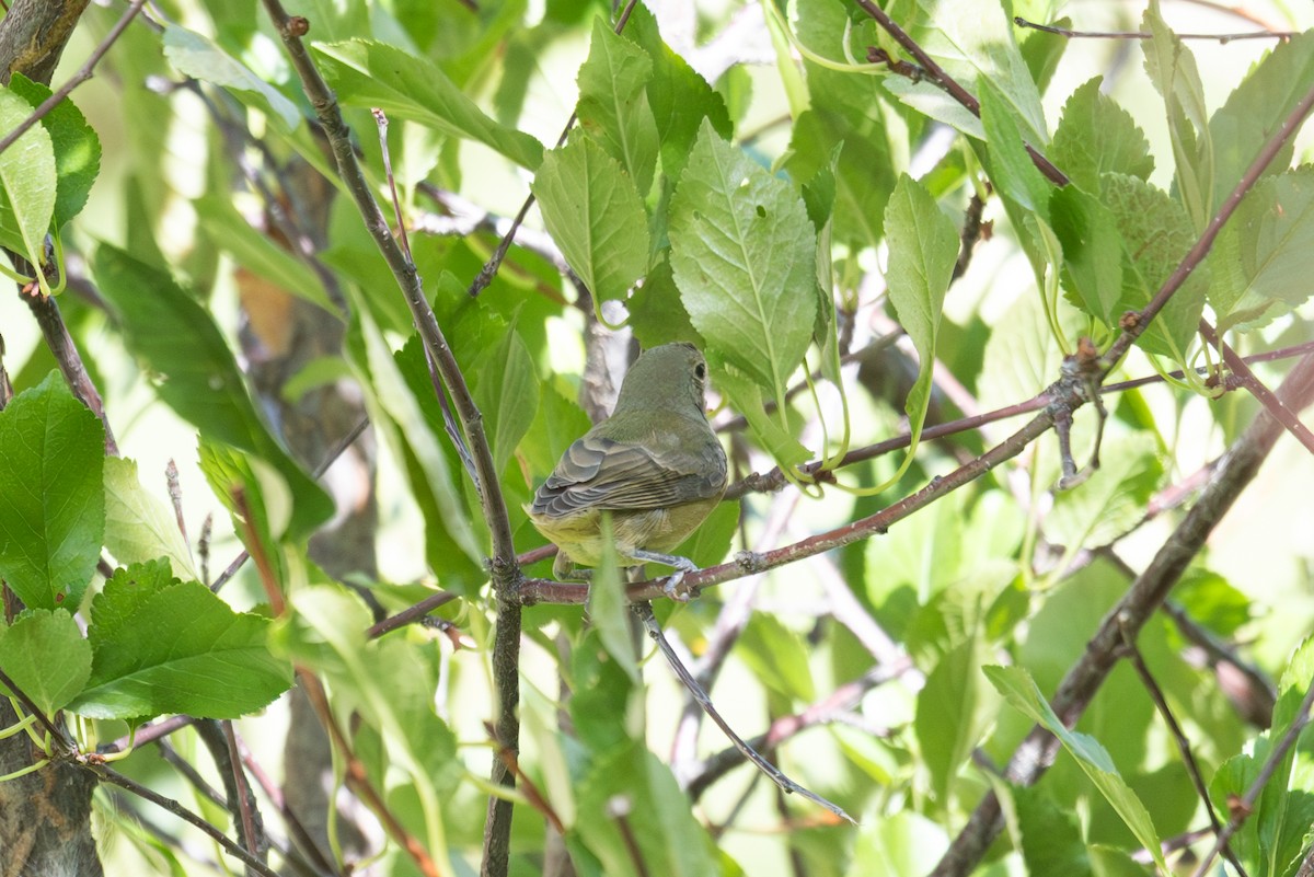 Painted Bunting - ML642236480