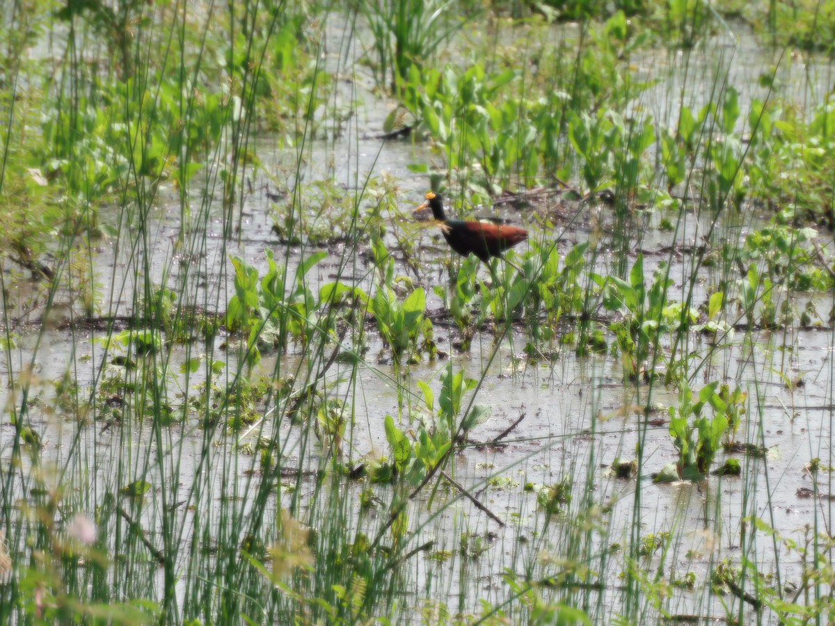Northern Jacana - ML642236499