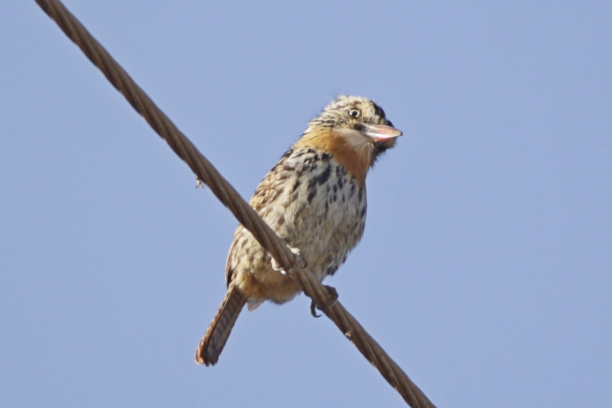 Spot-backed Puffbird - ML642236502