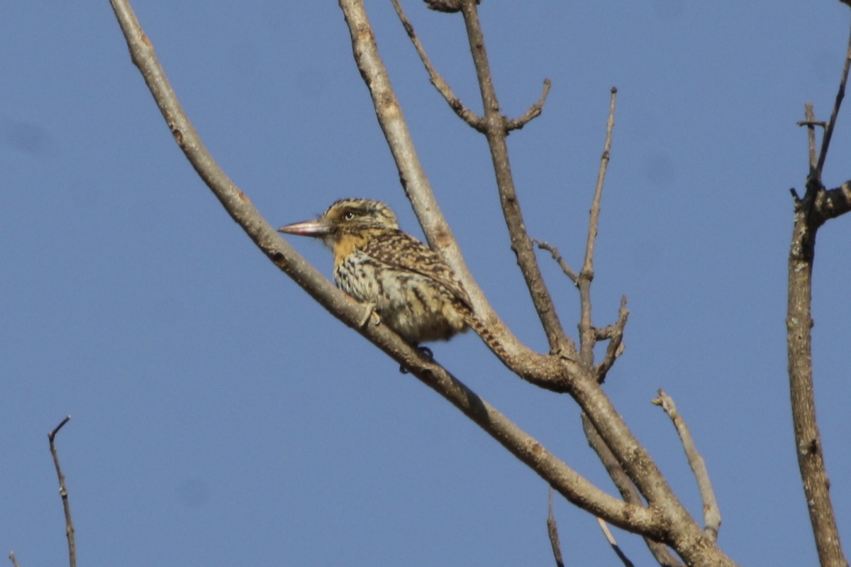 Spot-backed Puffbird - ML642236503
