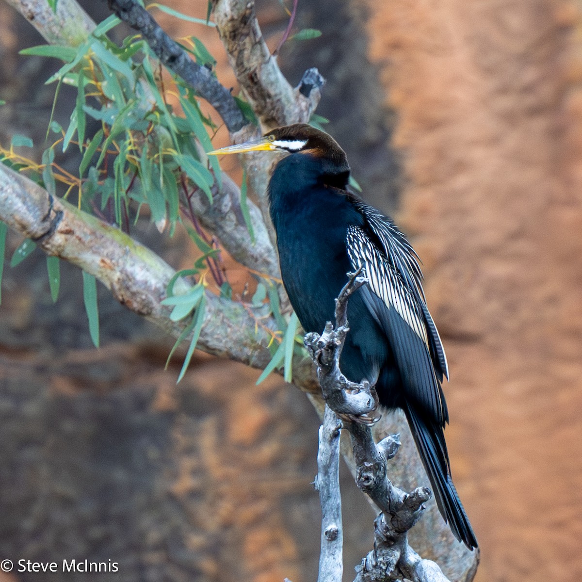 Australasian Darter - ML642236504