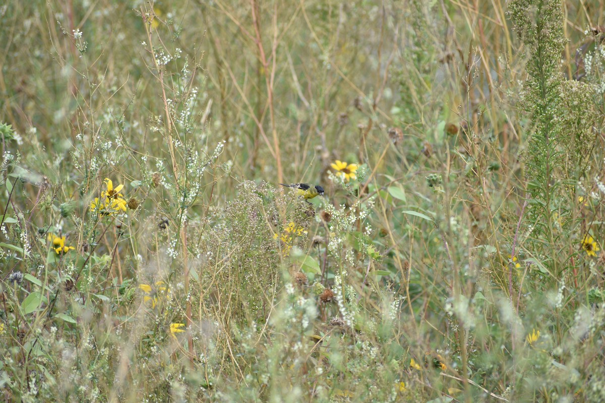 Lesser Goldfinch - ML642236512