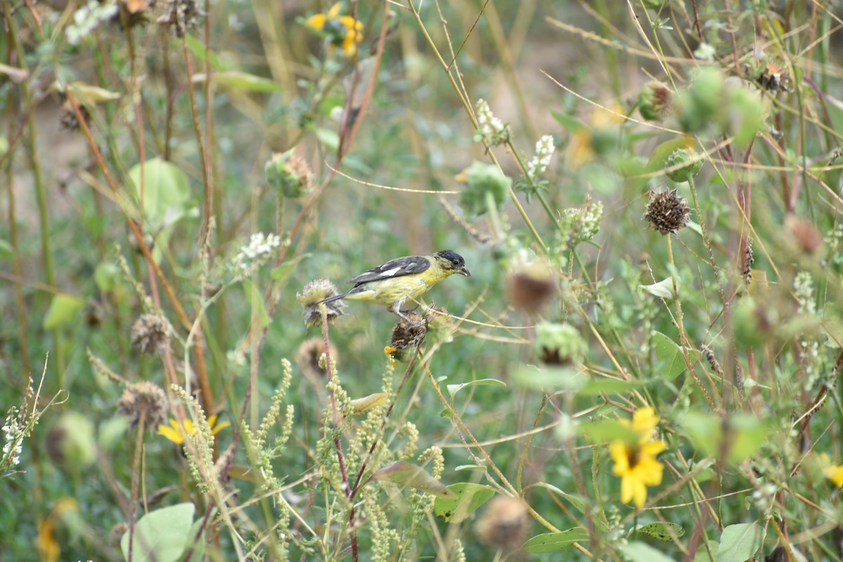 Lesser Goldfinch - ML642236513