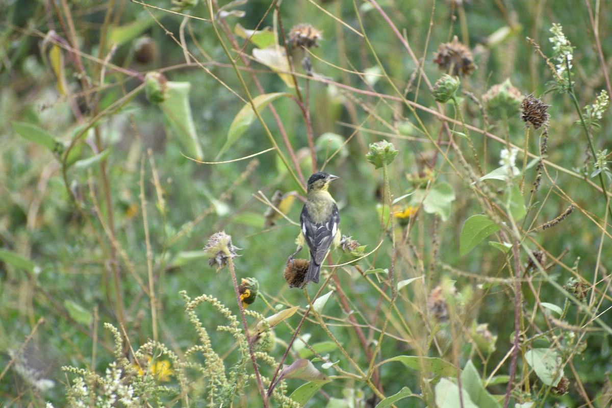 Lesser Goldfinch - ML642236514
