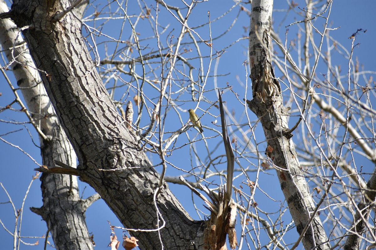 Lesser Goldfinch - ML642236515