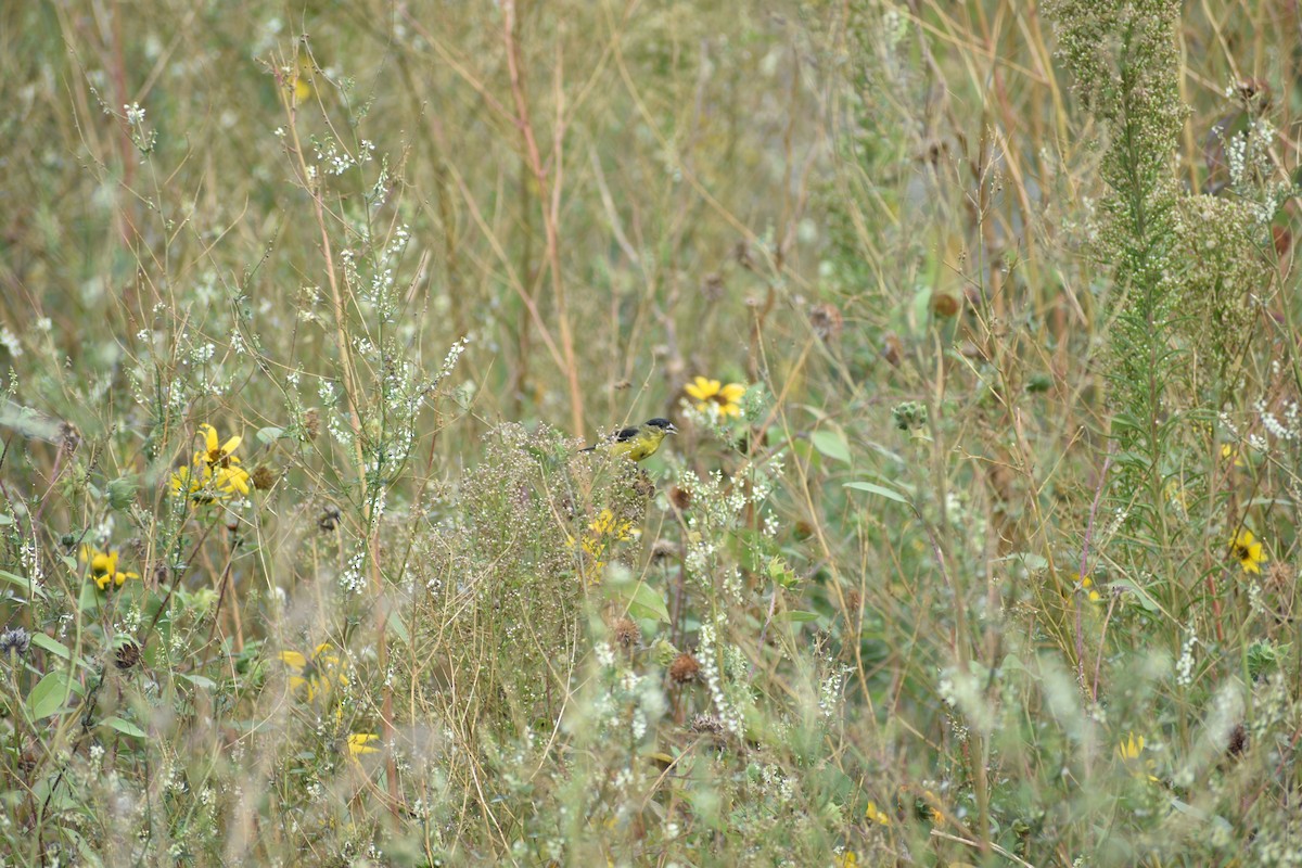 Lesser Goldfinch - ML642236516