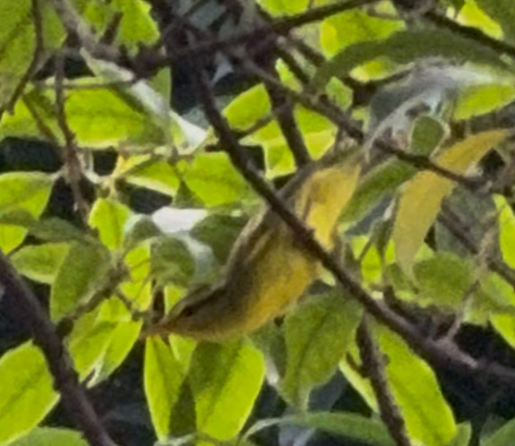 Buff-barred Warbler - ML642236528
