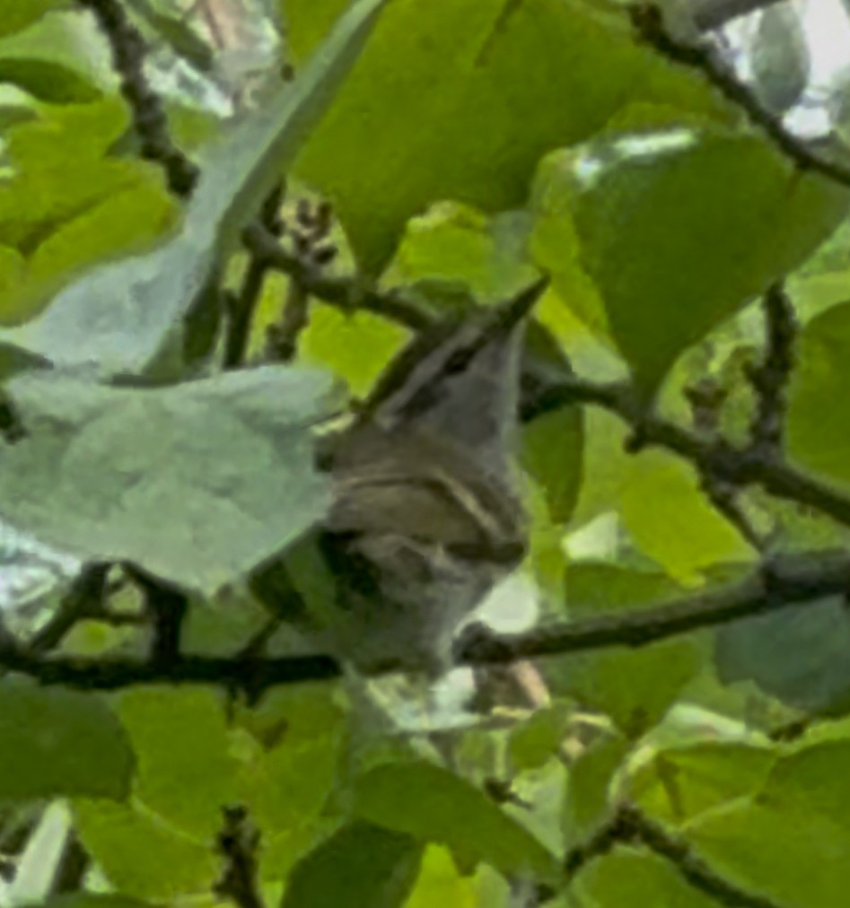 Buff-barred Warbler - ML642236529