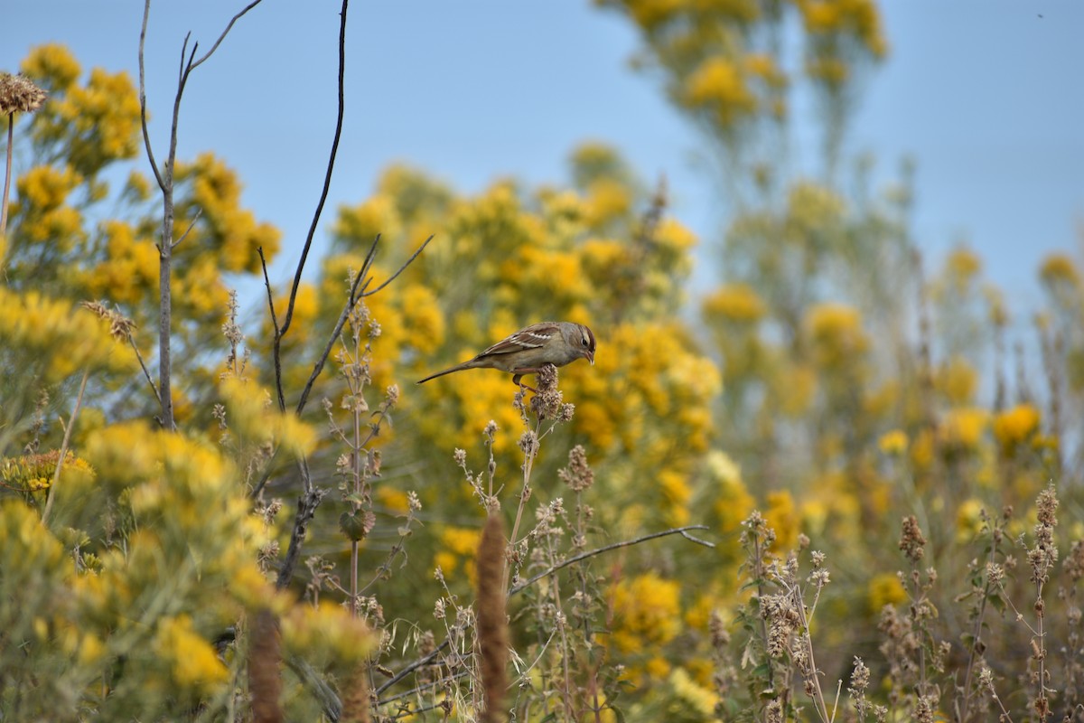 White-crowned Sparrow - ML642236537