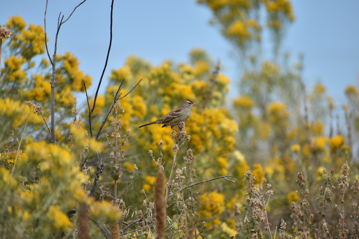 White-crowned Sparrow - ML642236538