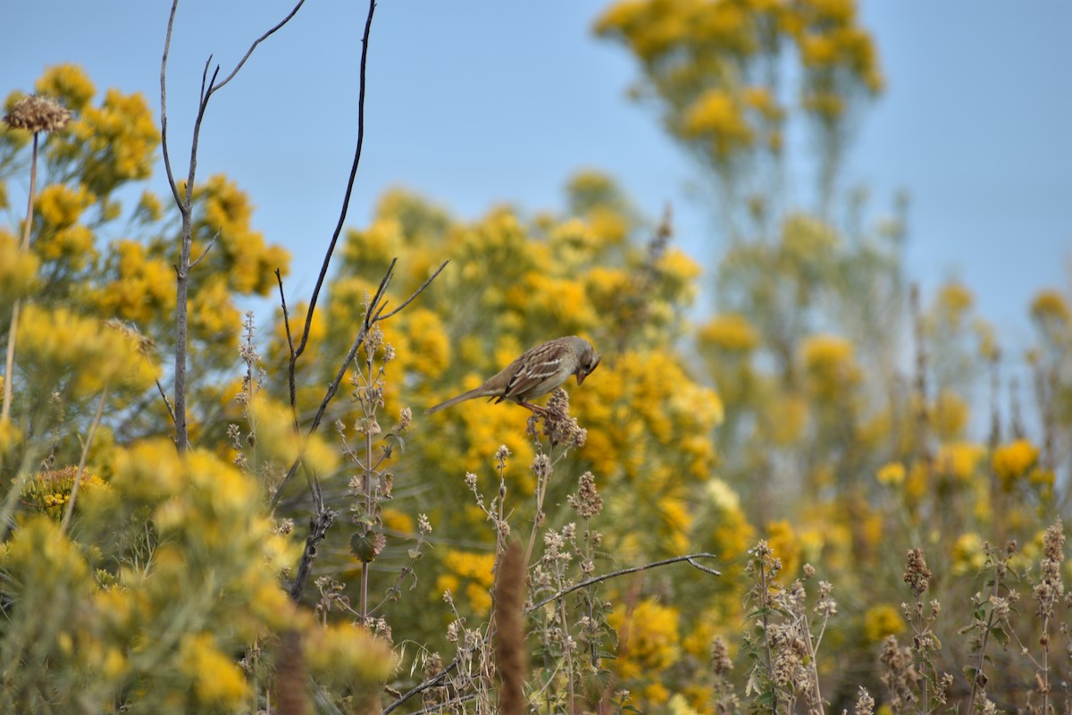 White-crowned Sparrow - ML642236539