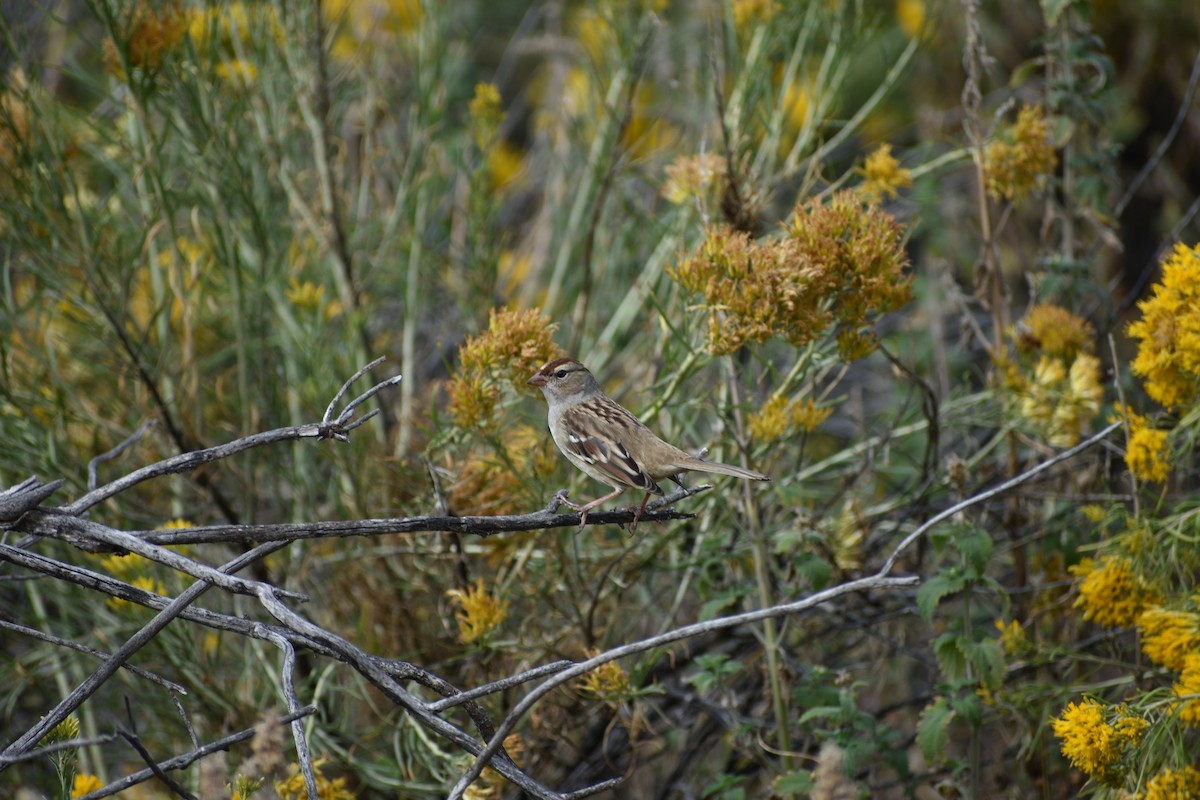 White-crowned Sparrow - ML642236540