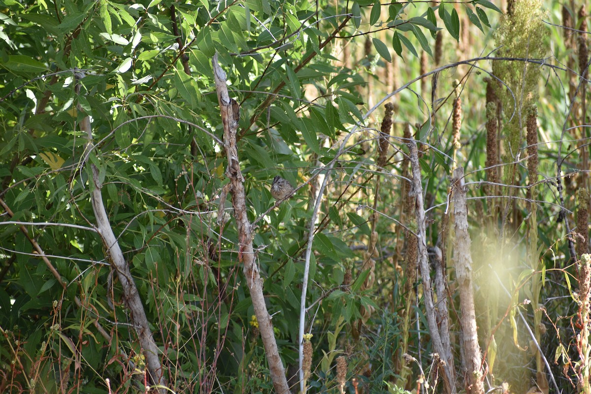 Lincoln's Sparrow - ML642236551