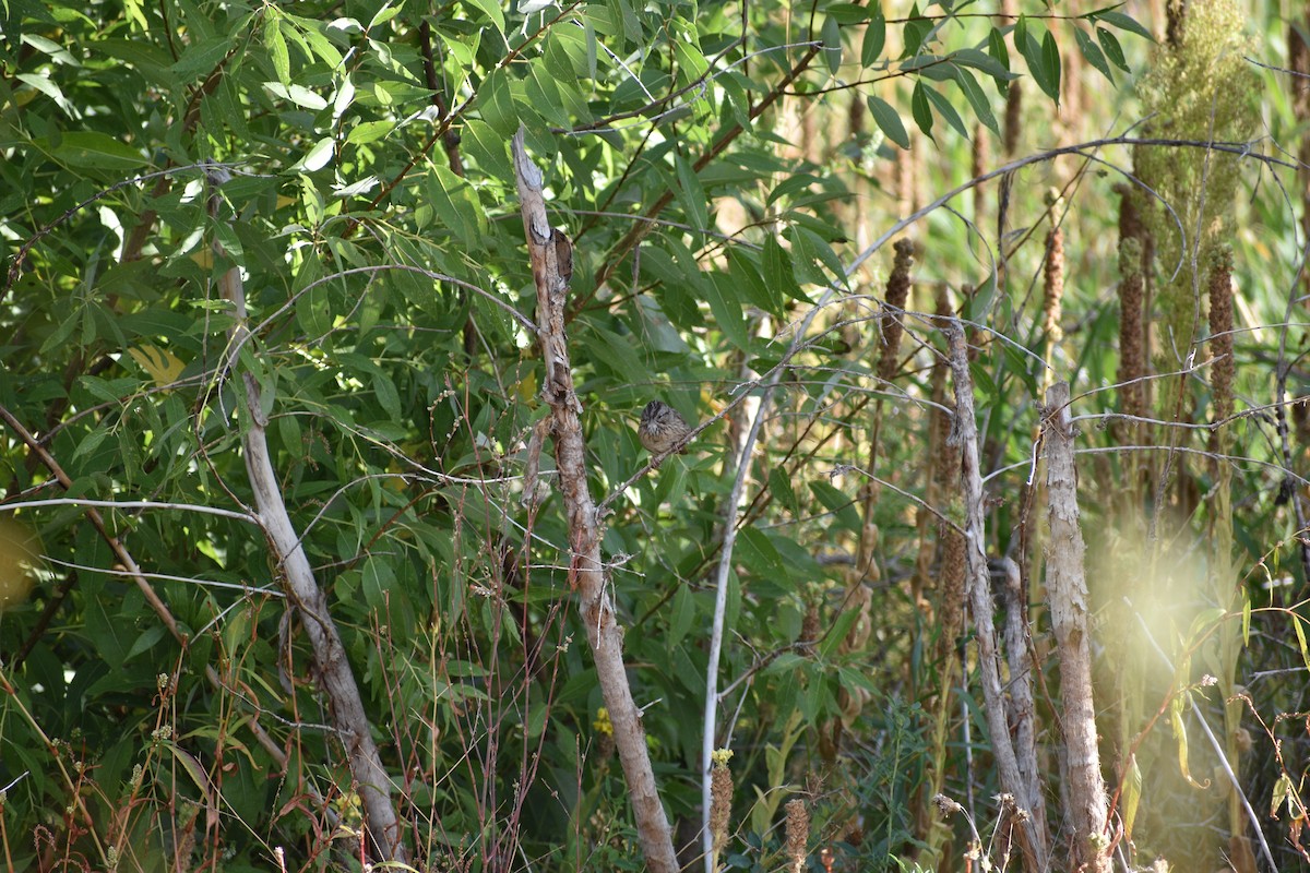 Lincoln's Sparrow - ML642236552