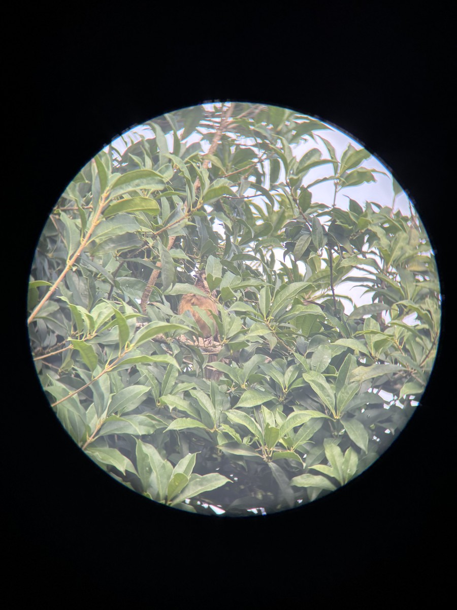 White-browed Laughingthrush - ML642236560