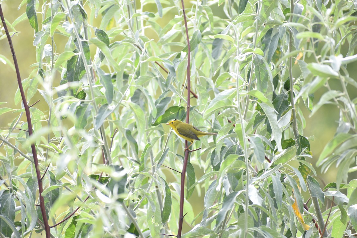 Wilson's Warbler - ML642236563