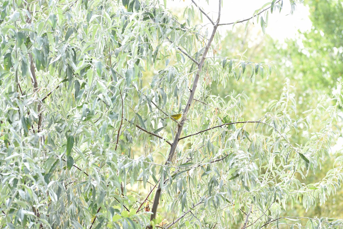 Wilson's Warbler - ML642236564