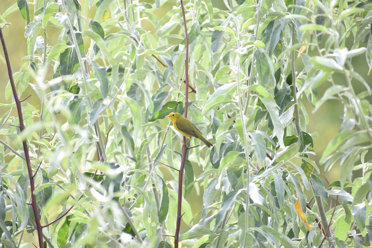 Wilson's Warbler - ML642236565