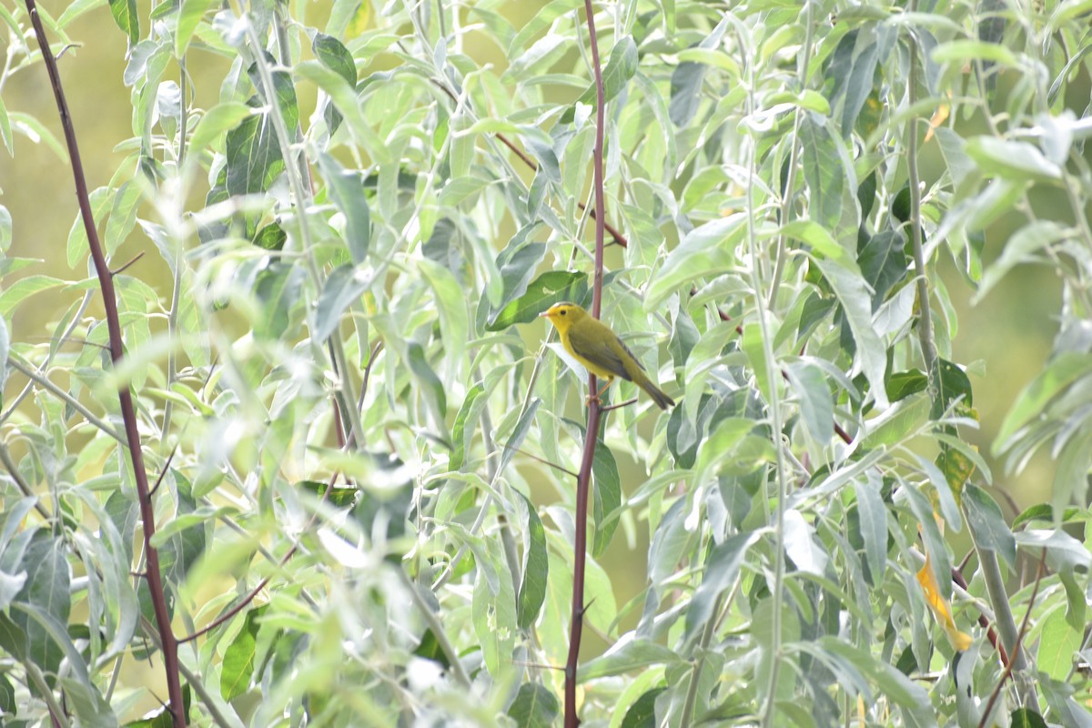 Wilson's Warbler - ML642236566
