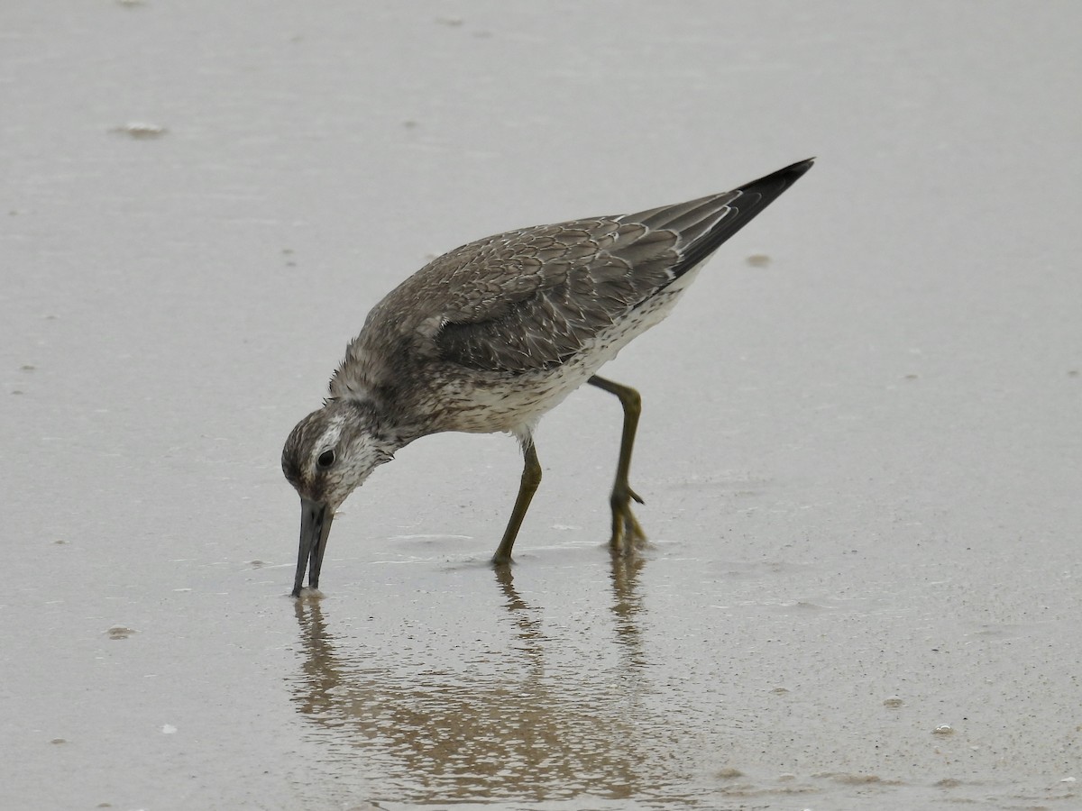 Red Knot - ML642236635