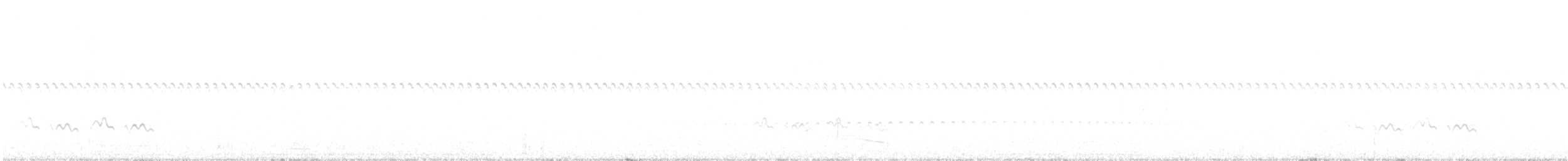 Batara moucheté - ML642236640