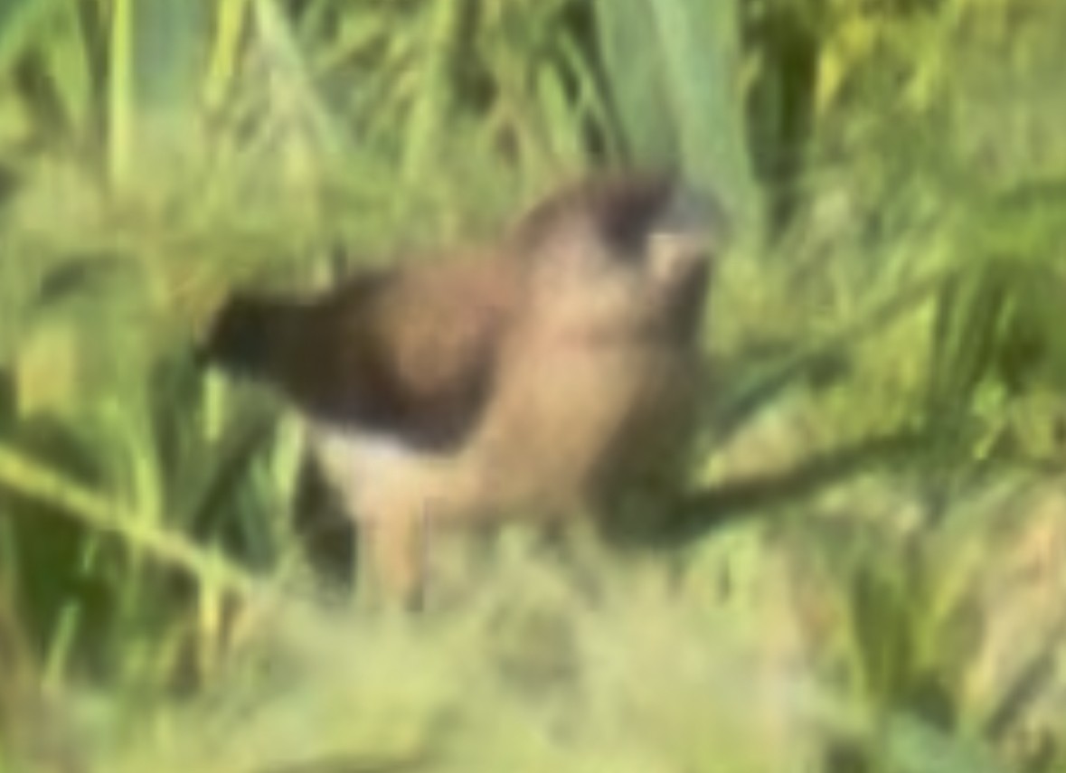 White-rumped Munia - ML642236658