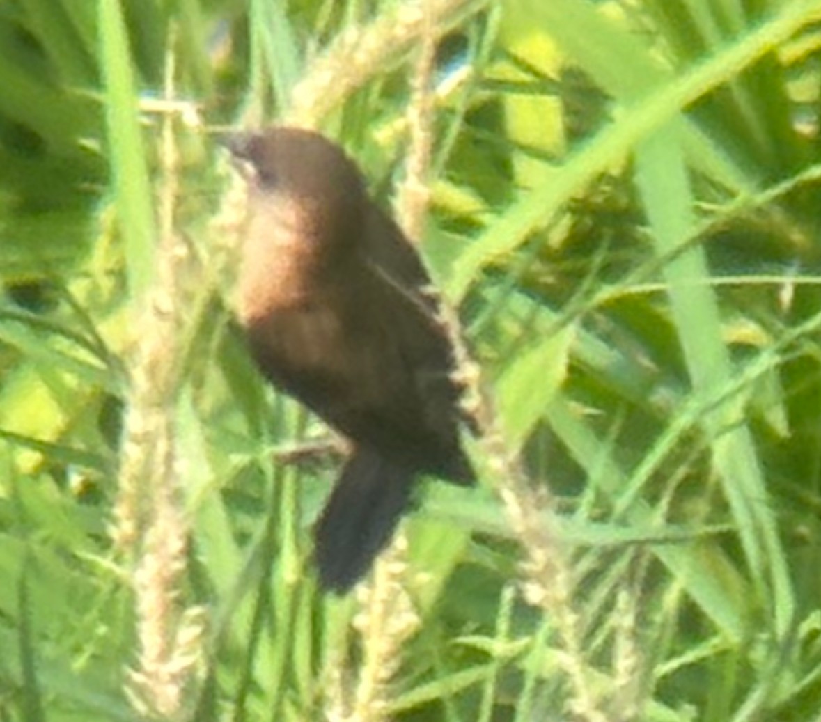 White-rumped Munia - ML642236659