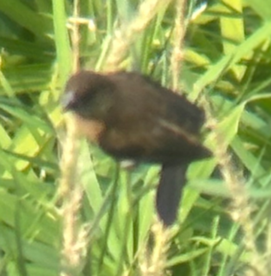 White-rumped Munia - ML642236660