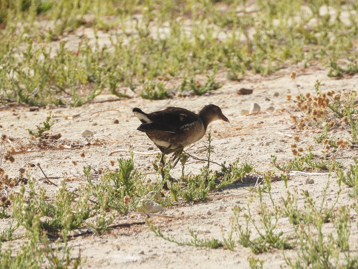 Eurasian Moorhen - ML642236663