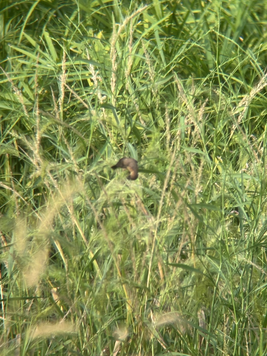 White-rumped Munia - ML642236664