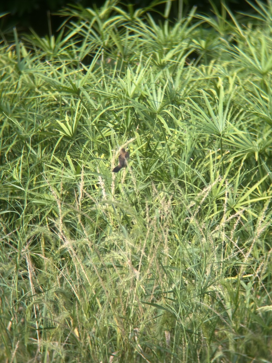 White-rumped Munia - ML642236665