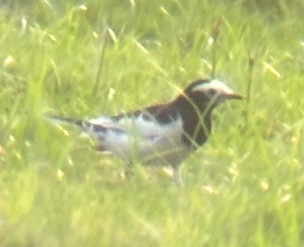 White Wagtail - ML642236703