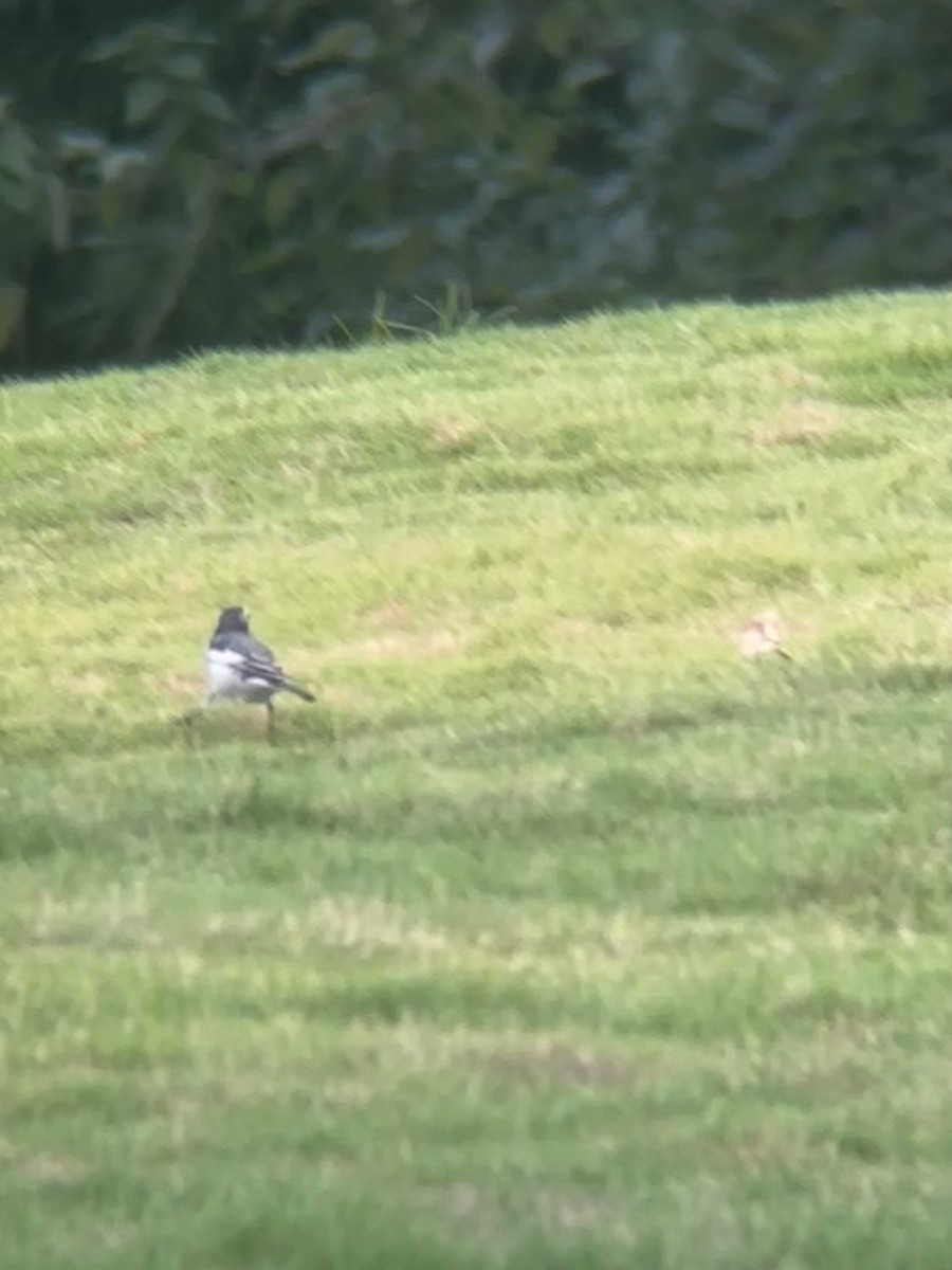 White Wagtail - ML642236704