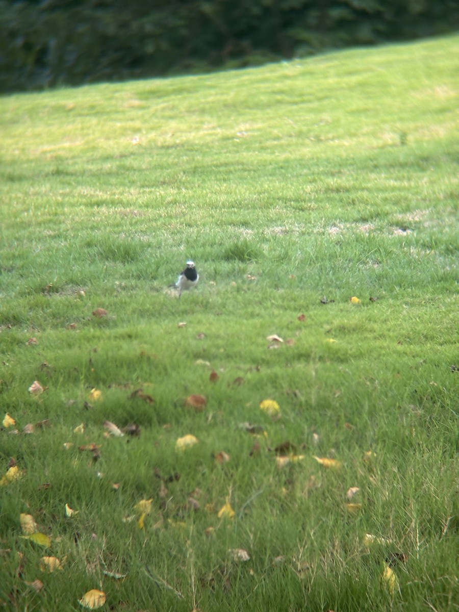 White Wagtail - ML642236705