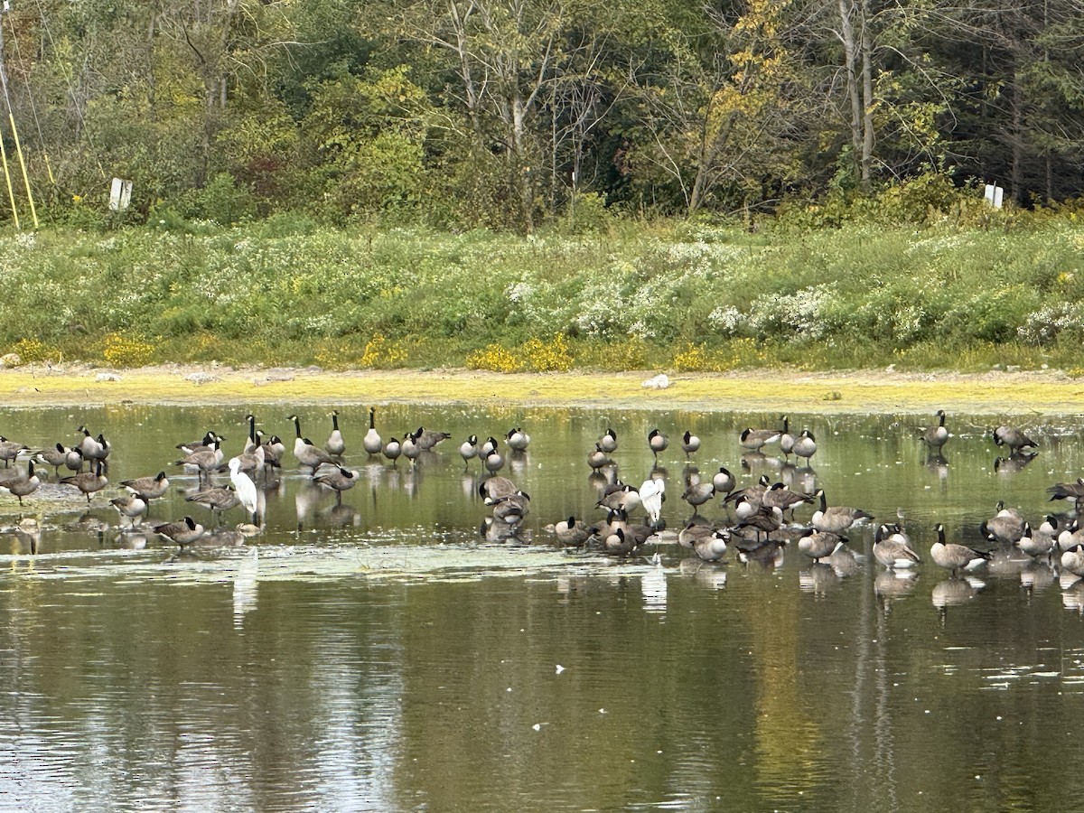 Canada Goose - ML642236719