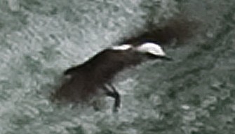 White-capped Dipper - ML642236757