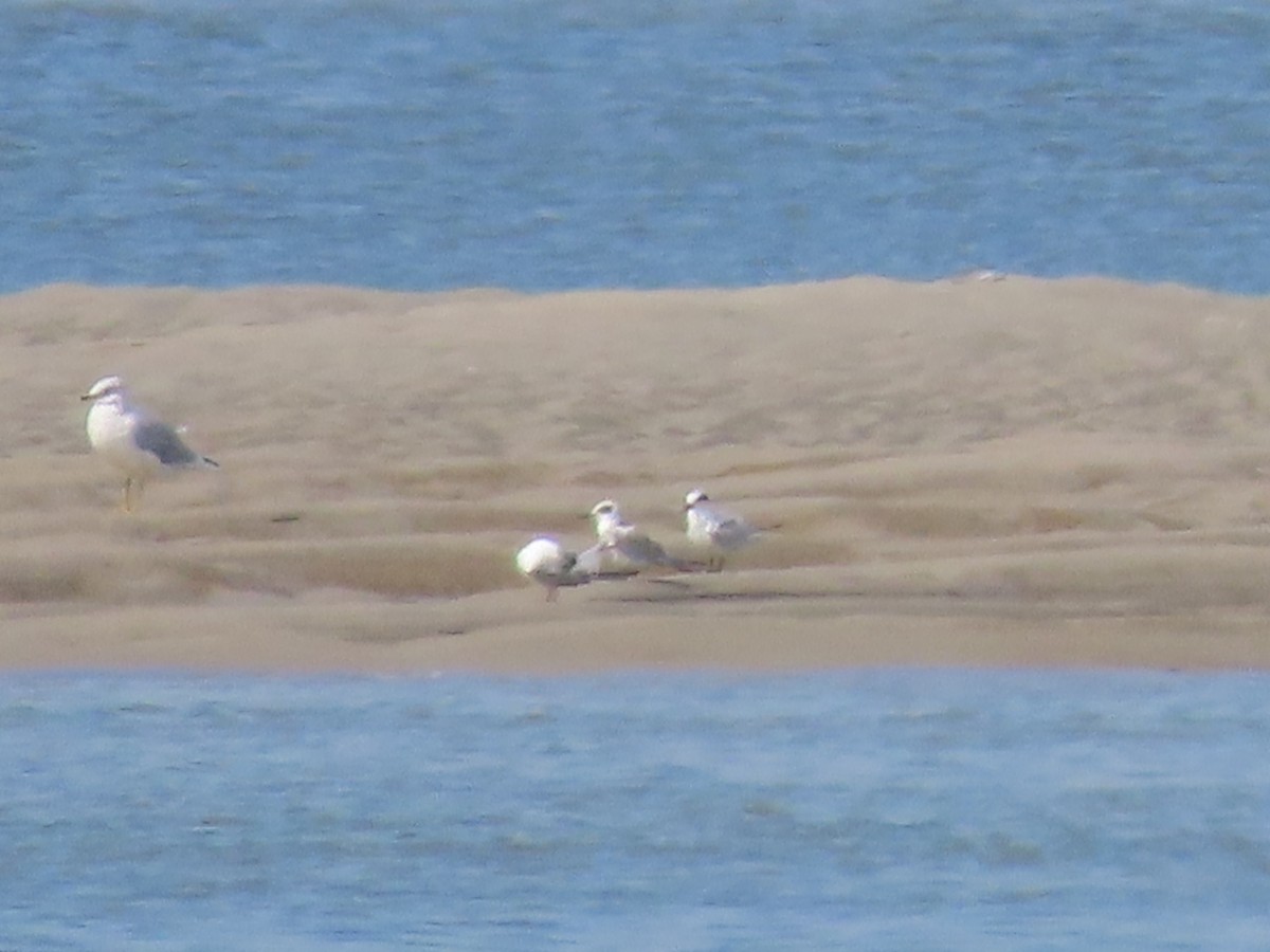 Forster's Tern - ML642236760
