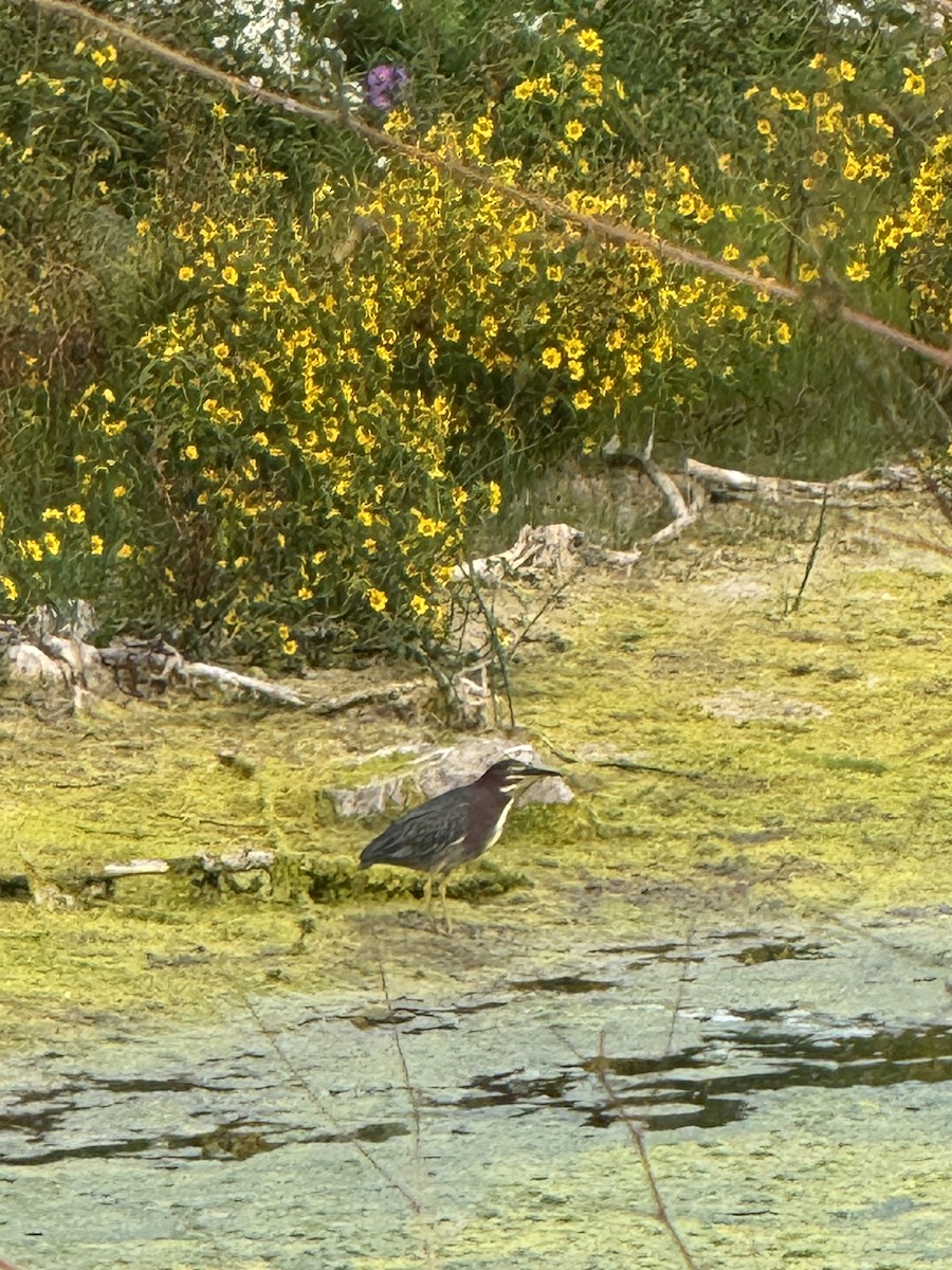 Green Heron - ML642236775