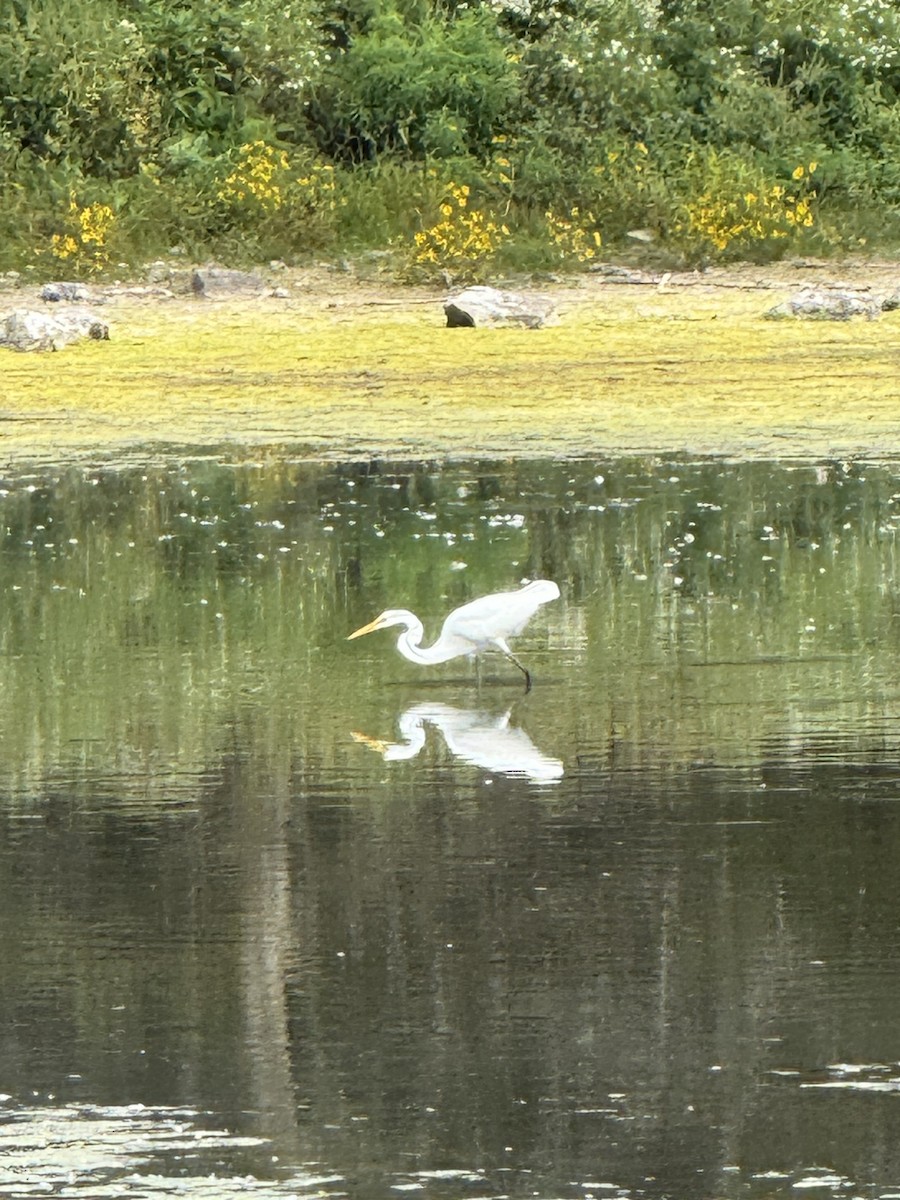 Great Egret - ML642236785