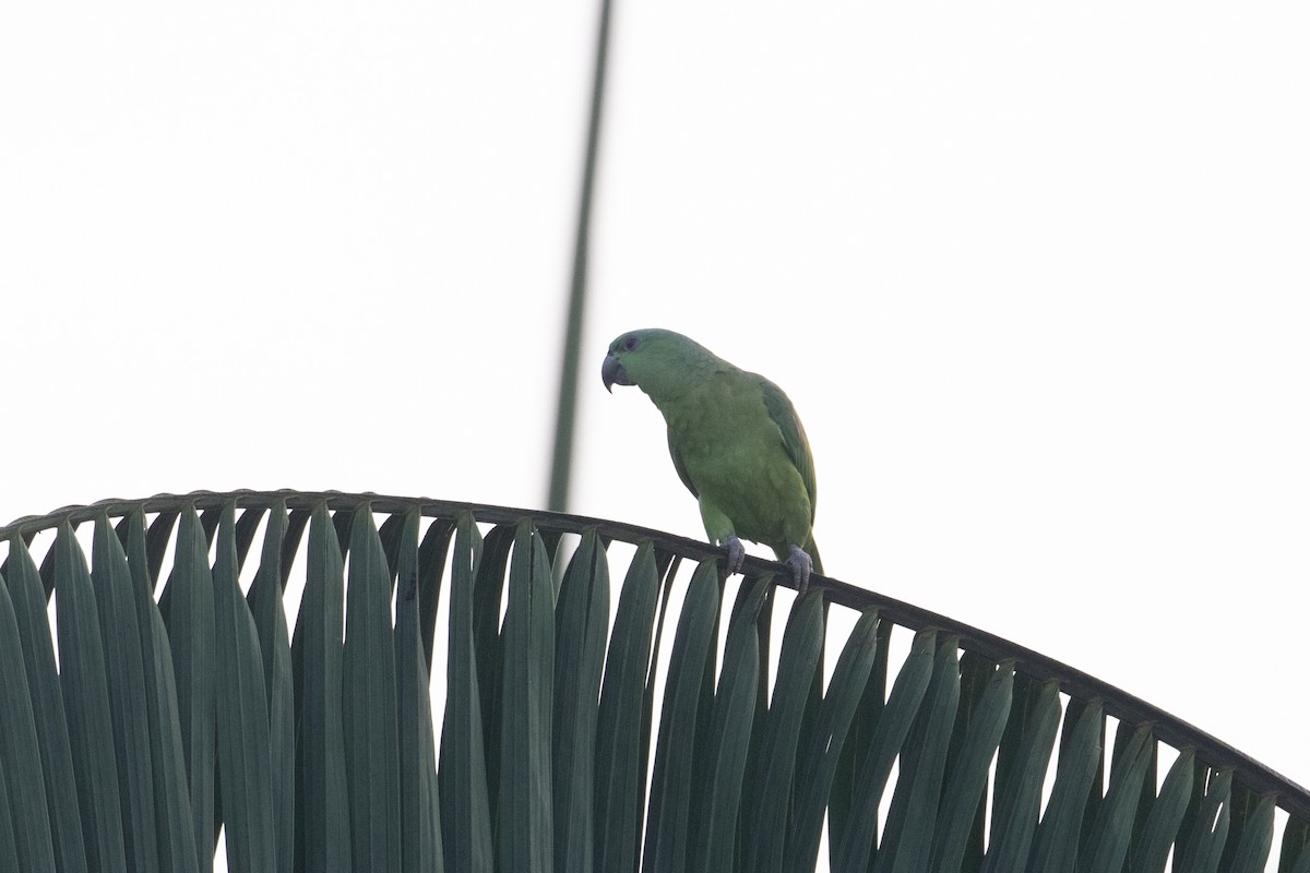 Short-tailed Parrot - ML642236793