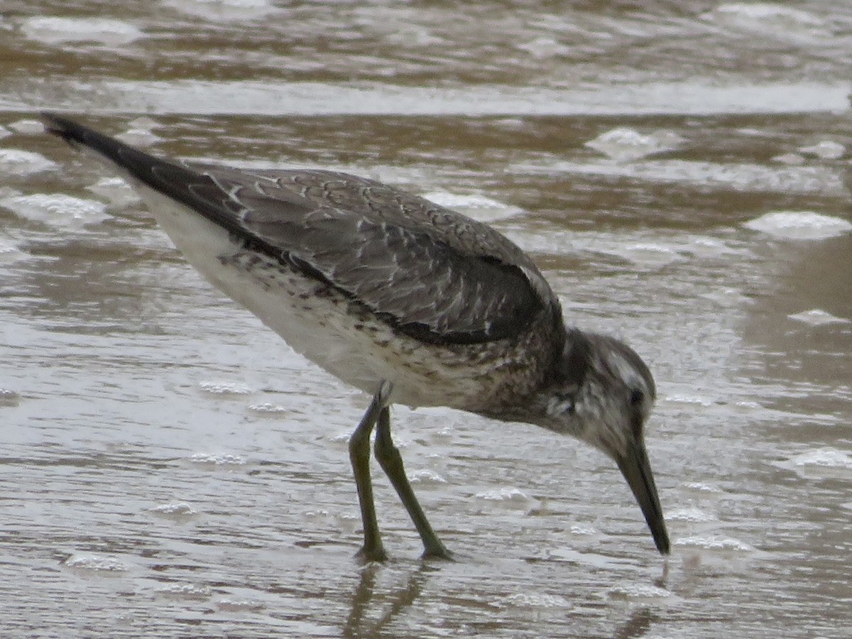 Red Knot - ML642236808
