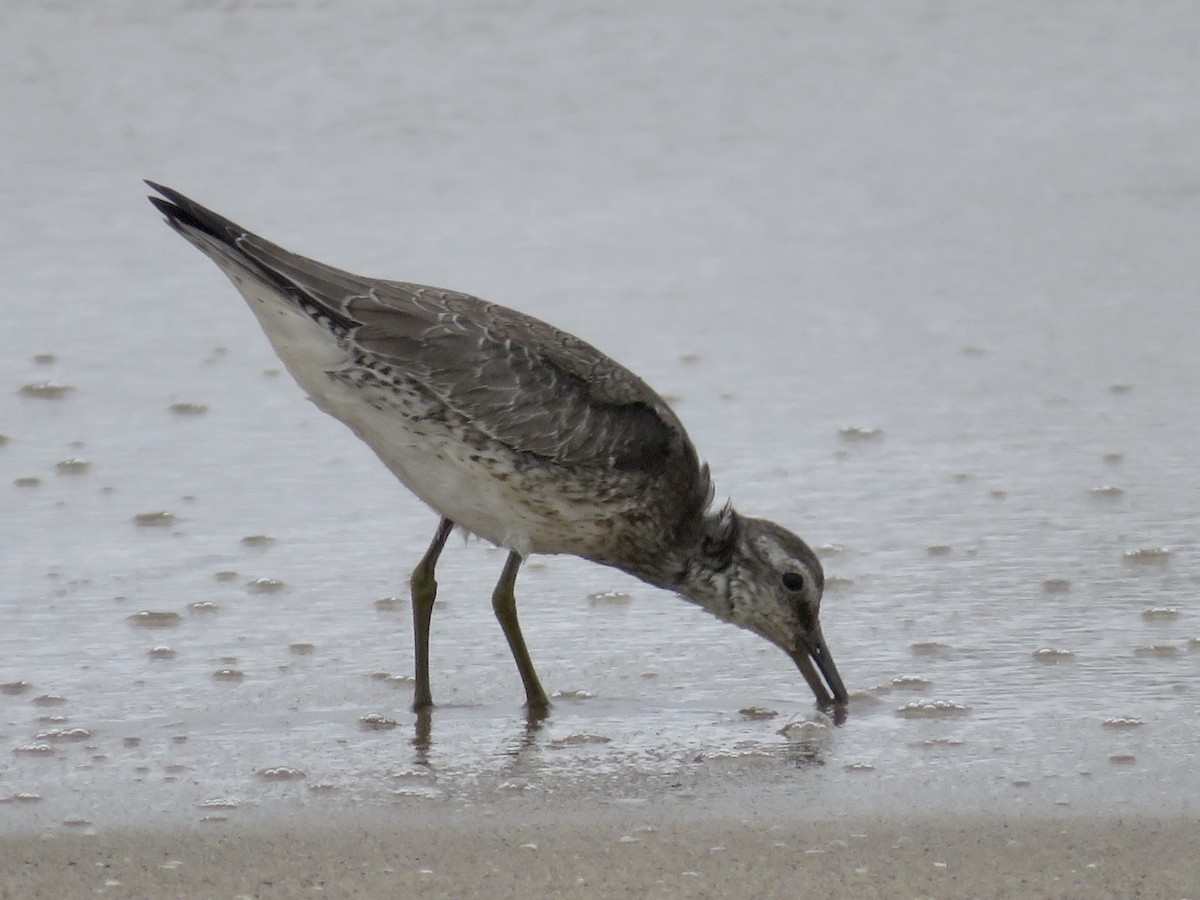 Red Knot - ML642236809