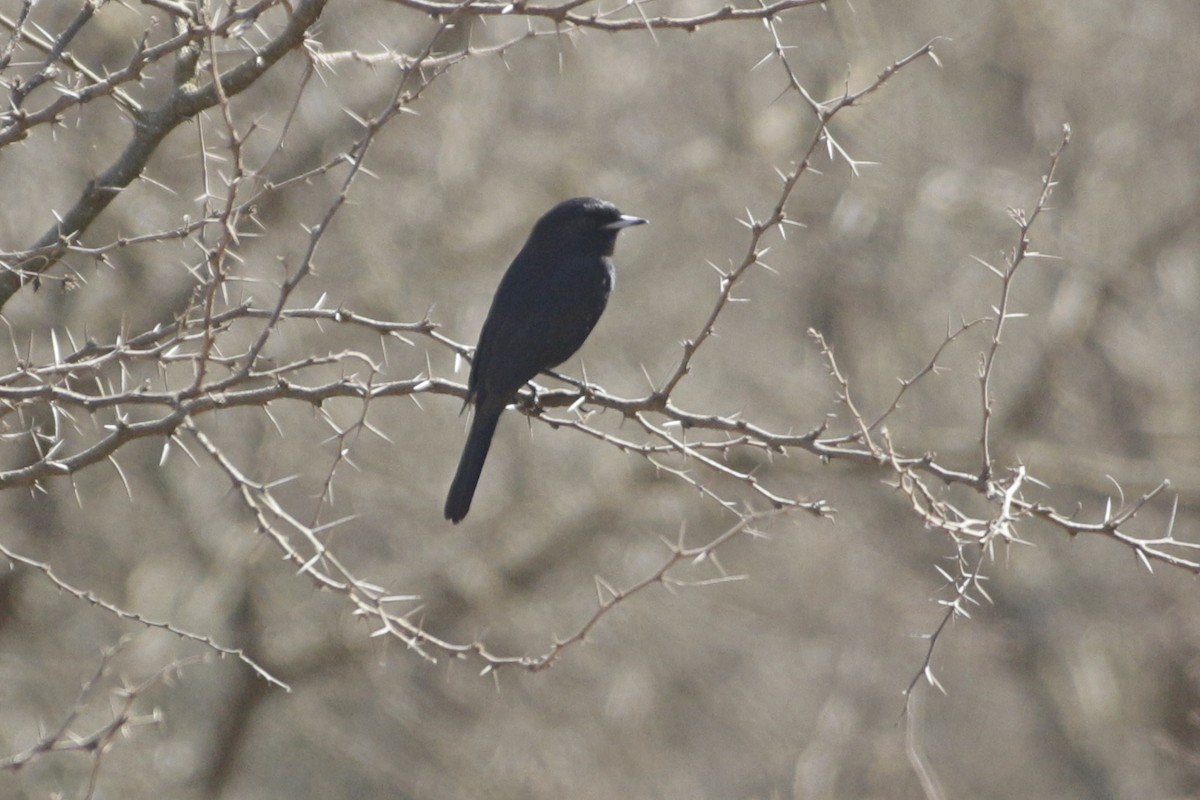 ハジロクロタイランチョウ - ML642236824