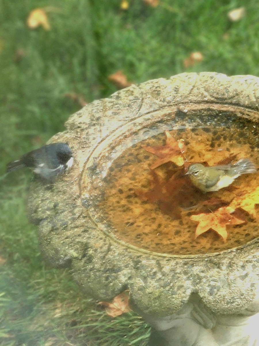 Black-throated Blue Warbler - ML642236830