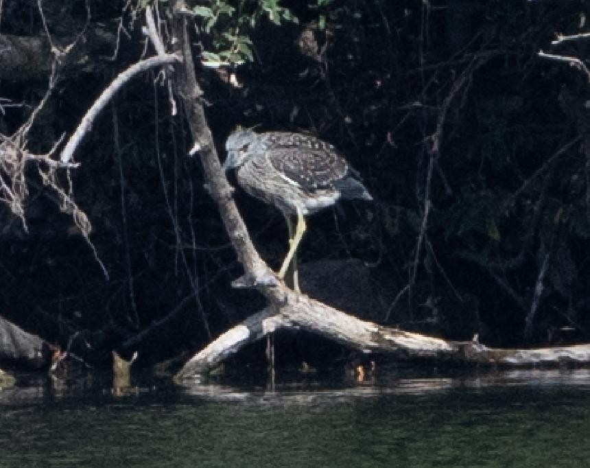 Yellow-crowned Night Heron - ML642236854