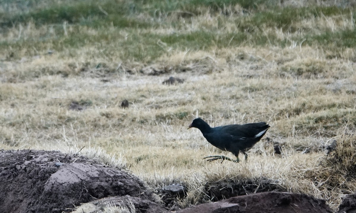 Common Gallinule - ML642236857