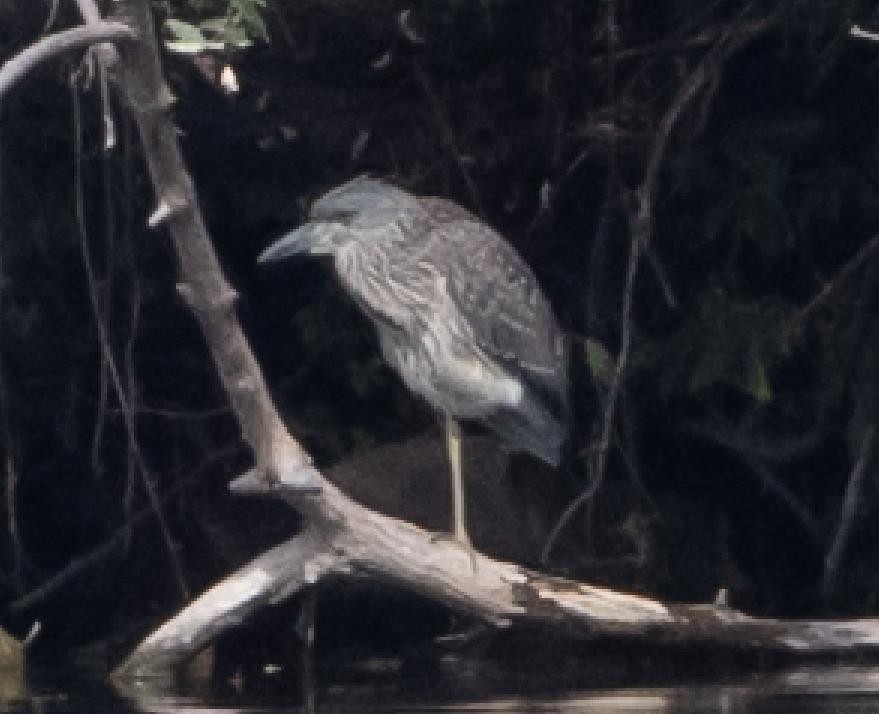 Yellow-crowned Night Heron - ML642236858