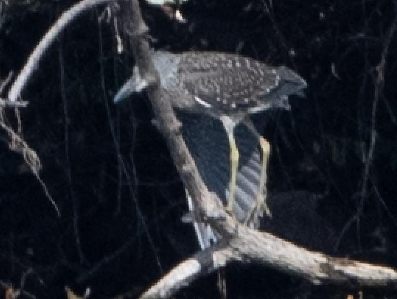 Yellow-crowned Night Heron - ML642236859