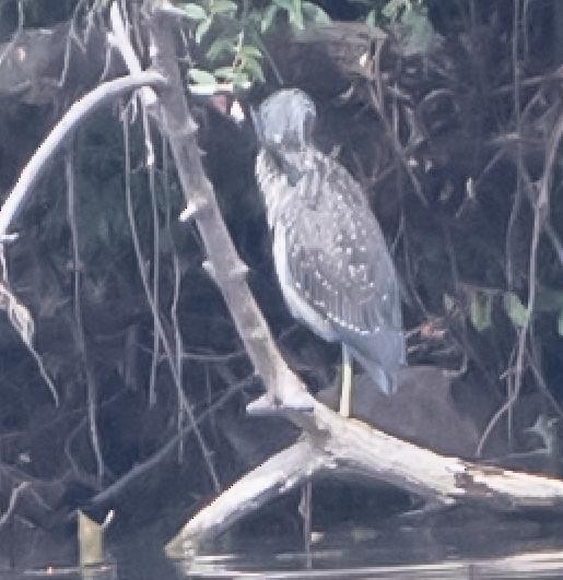 Yellow-crowned Night Heron - ML642236860